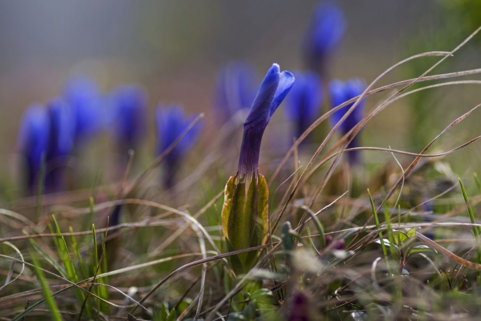 10. april 19 - foto povečava