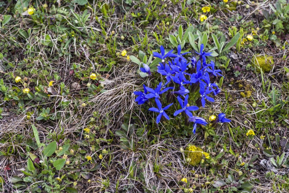 10. april 19 - foto povečava