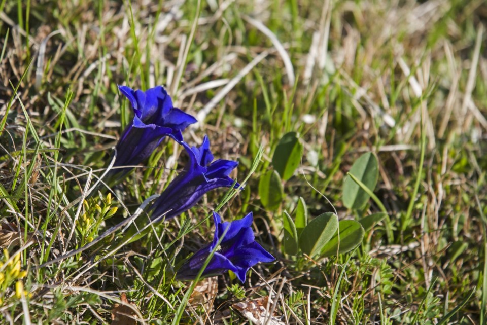 21. april 19 - foto povečava