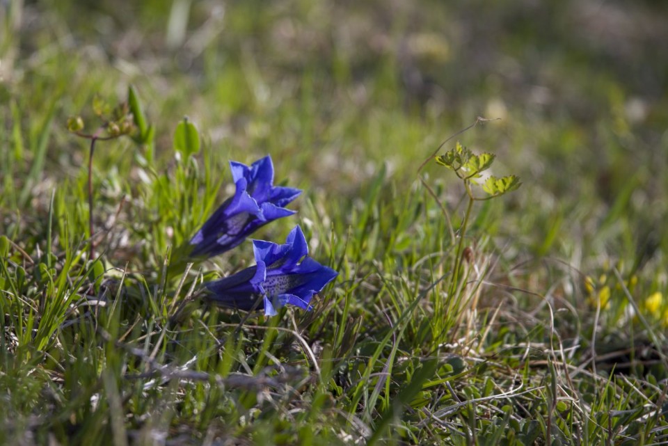 21. april 19 - foto povečava