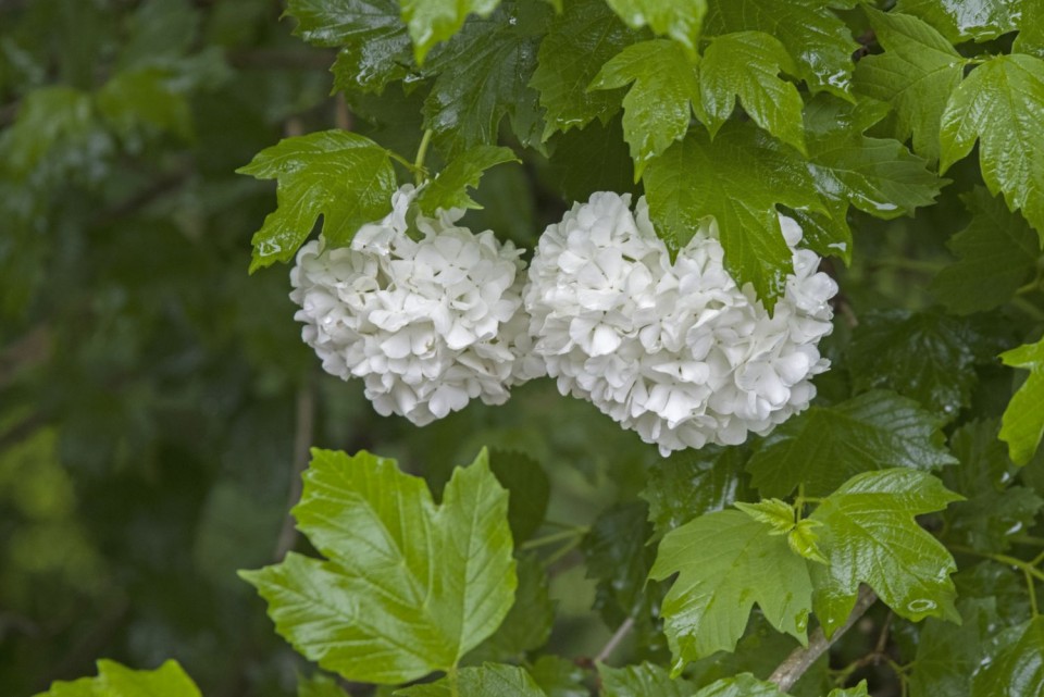 4. maj 19. - foto povečava