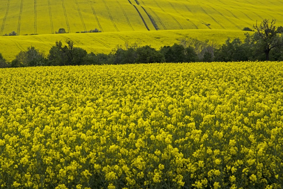 6. maj 19 - foto povečava