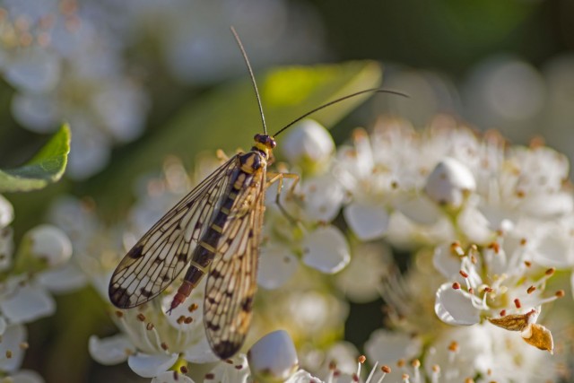 24. maj 19 - foto