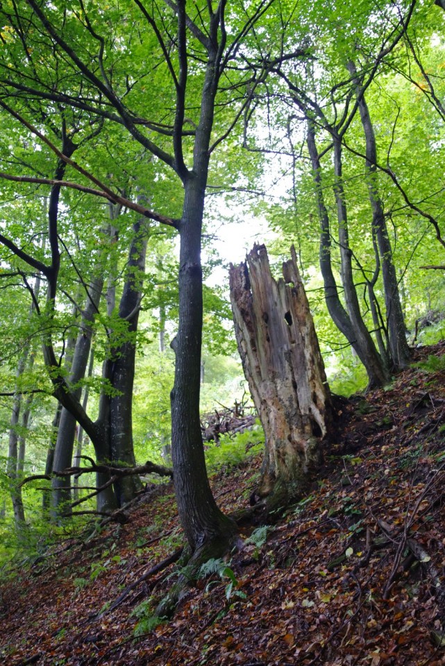 3. oktober 19 - foto povečava