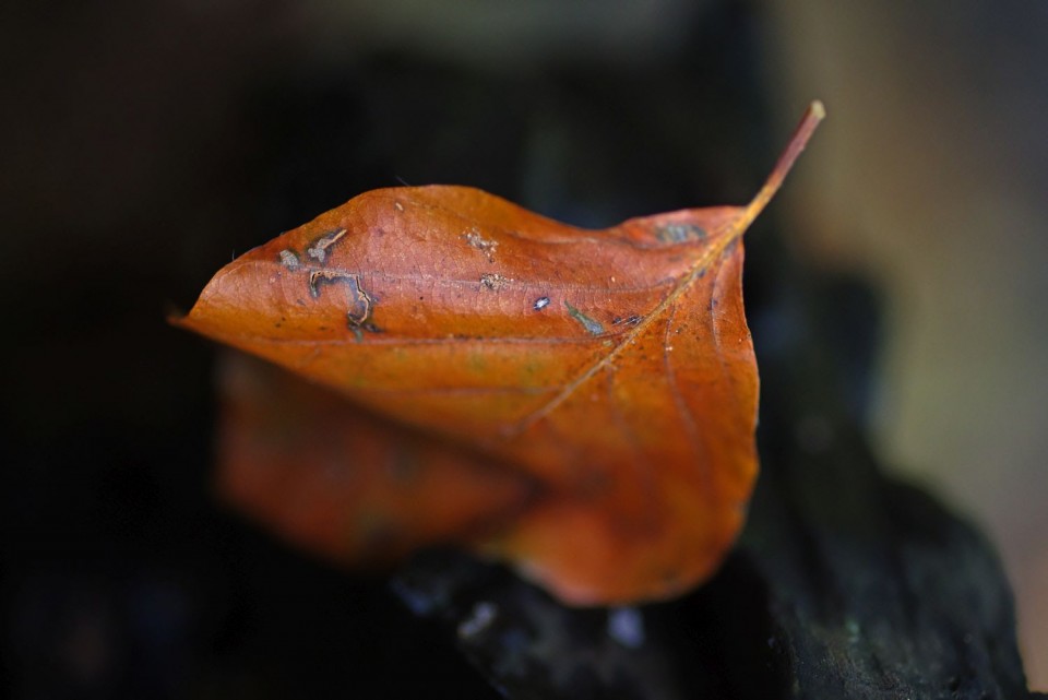 3. oktober 19 - foto povečava