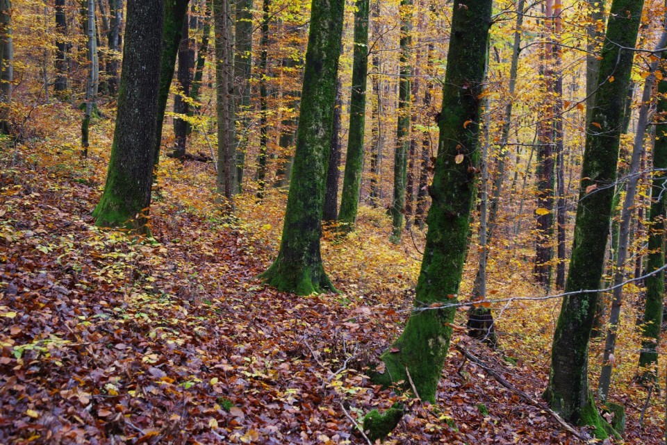 15. november 19 - foto povečava