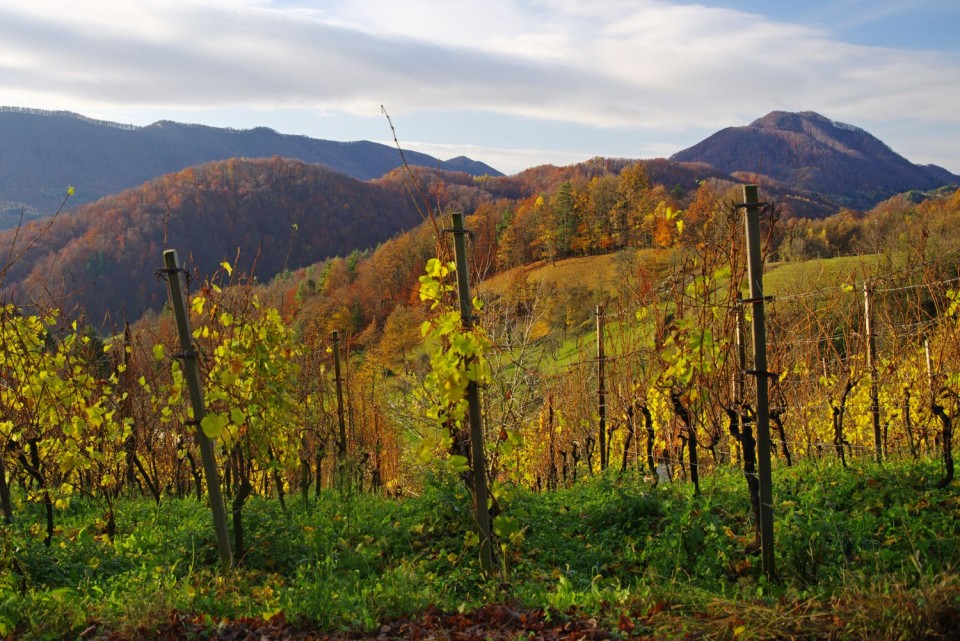 21. november 19 - foto povečava