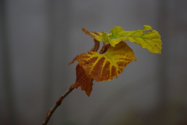 25. november 19 - foto