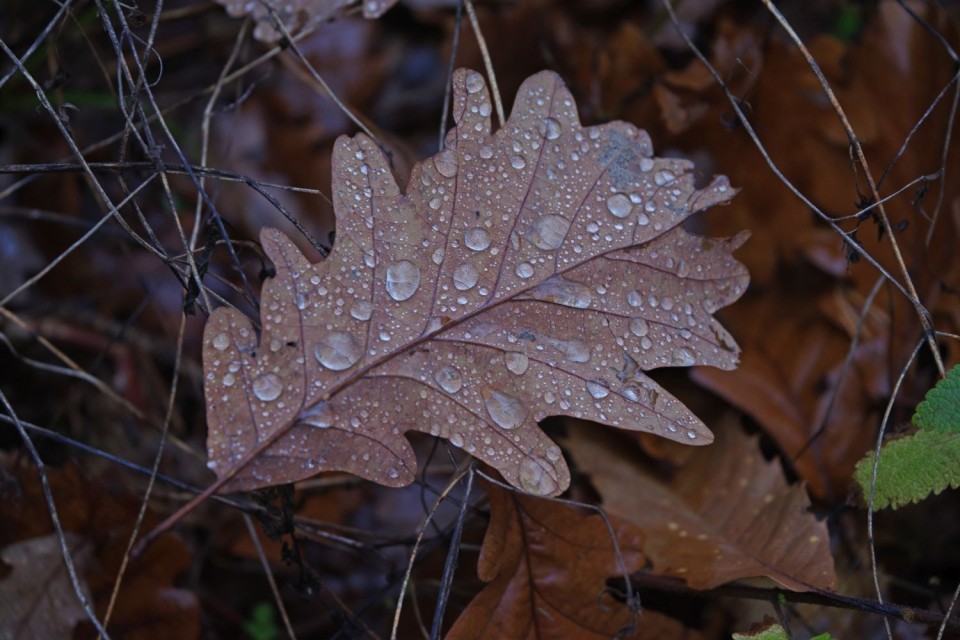 28. november 19 - foto povečava