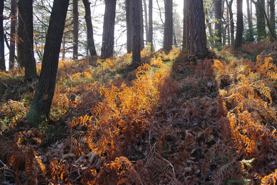 13. januar 20 - foto povečava