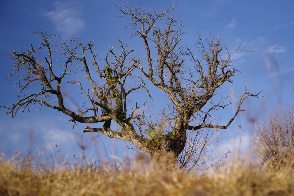 13. januar 20 - foto povečava