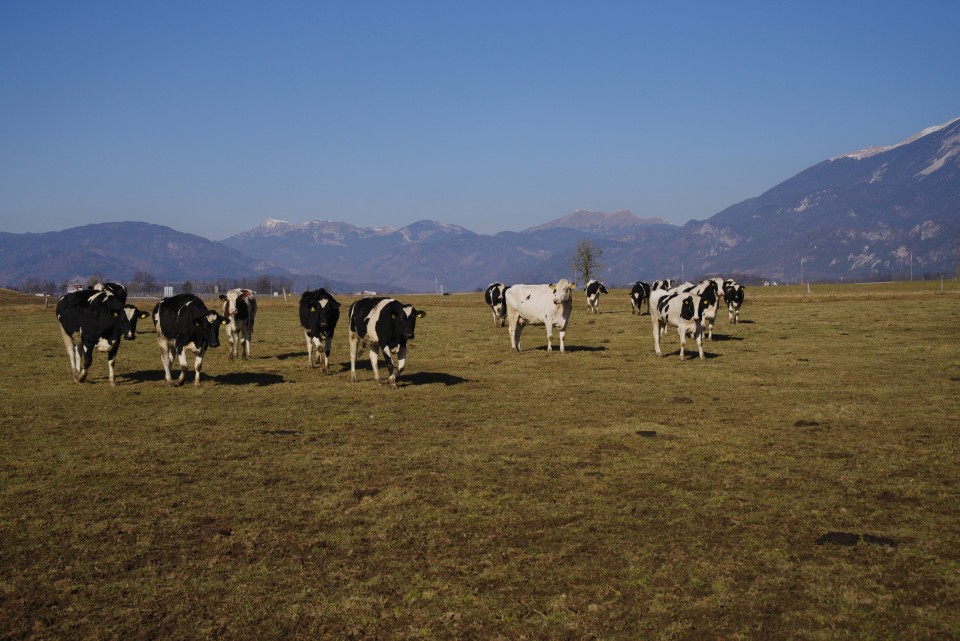 8 februar 20 - foto povečava