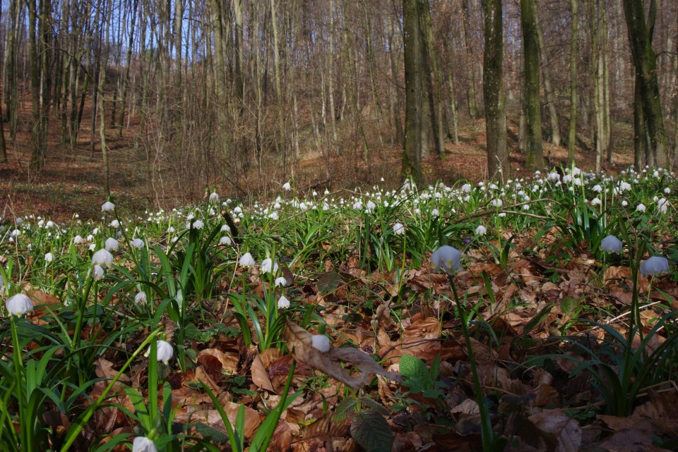 2. marec 20 - foto povečava