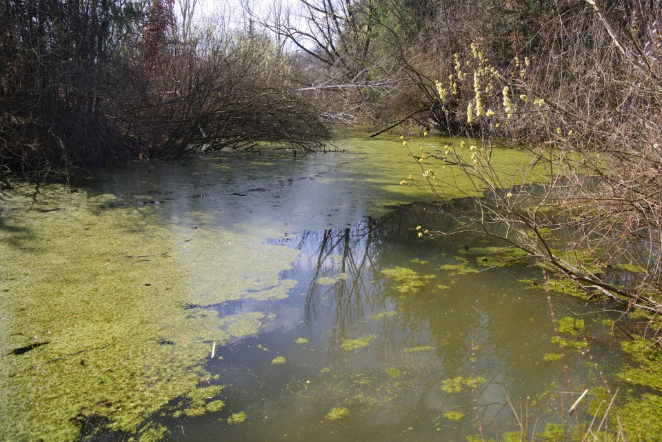 2. marec 20 - foto povečava