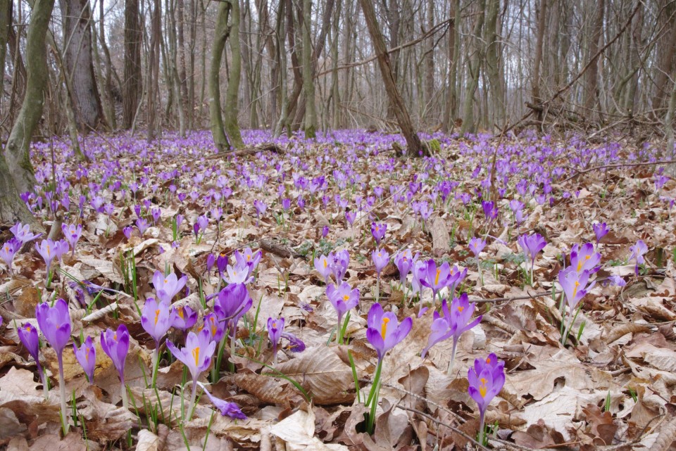 2. marec 20 - foto povečava