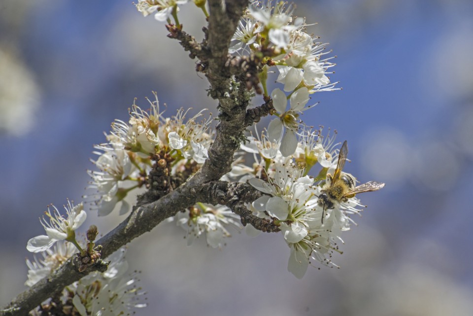 2. april 20 - foto povečava