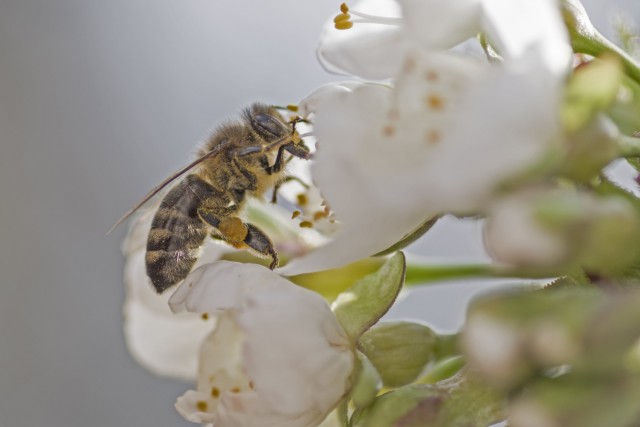 4. april 20 - foto