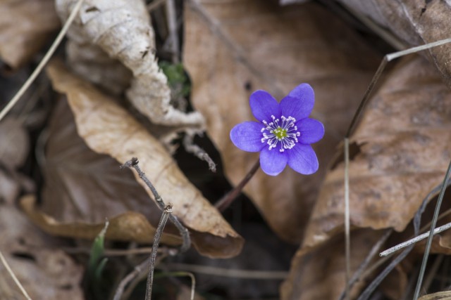 4. april 20 - foto
