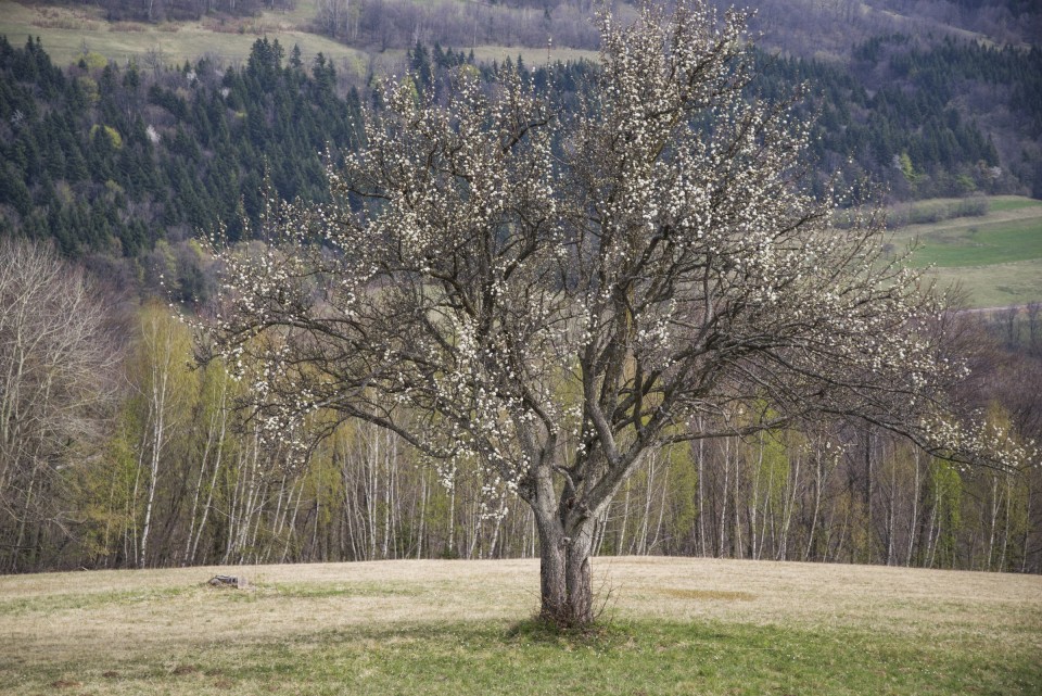 13. april 20 - foto povečava