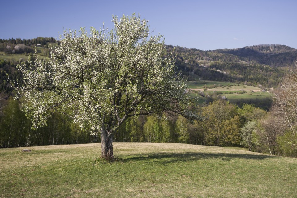 22. april 20 - foto povečava