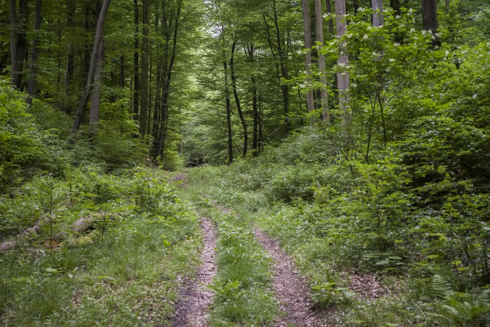 14. maj 20 - foto povečava