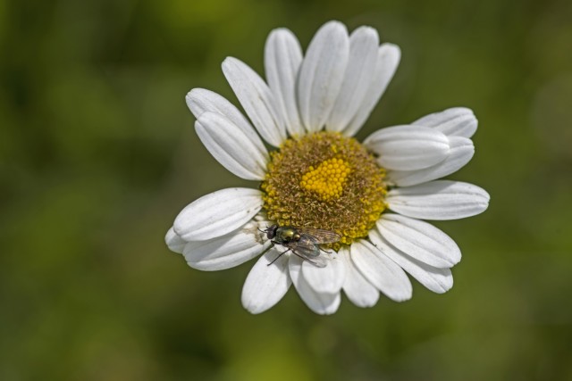 24. maj 20 - foto