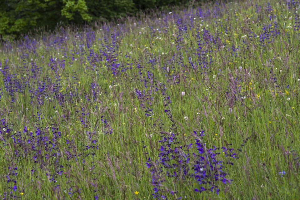 29. maj 20 - foto povečava