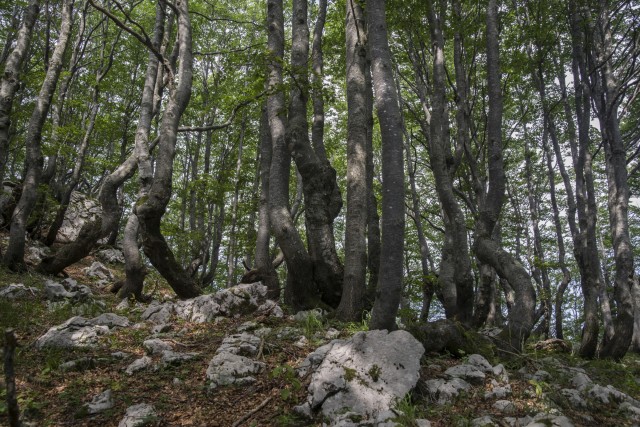 30. julij 20 - foto