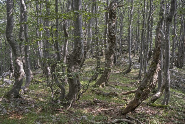 30. julij 20 - foto