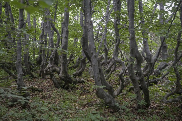 30. julij 20 - foto
