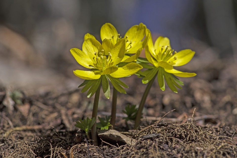 23. februar 21. - foto povečava