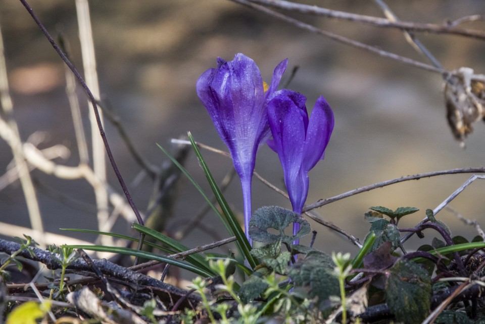 1. marec 21. - foto povečava