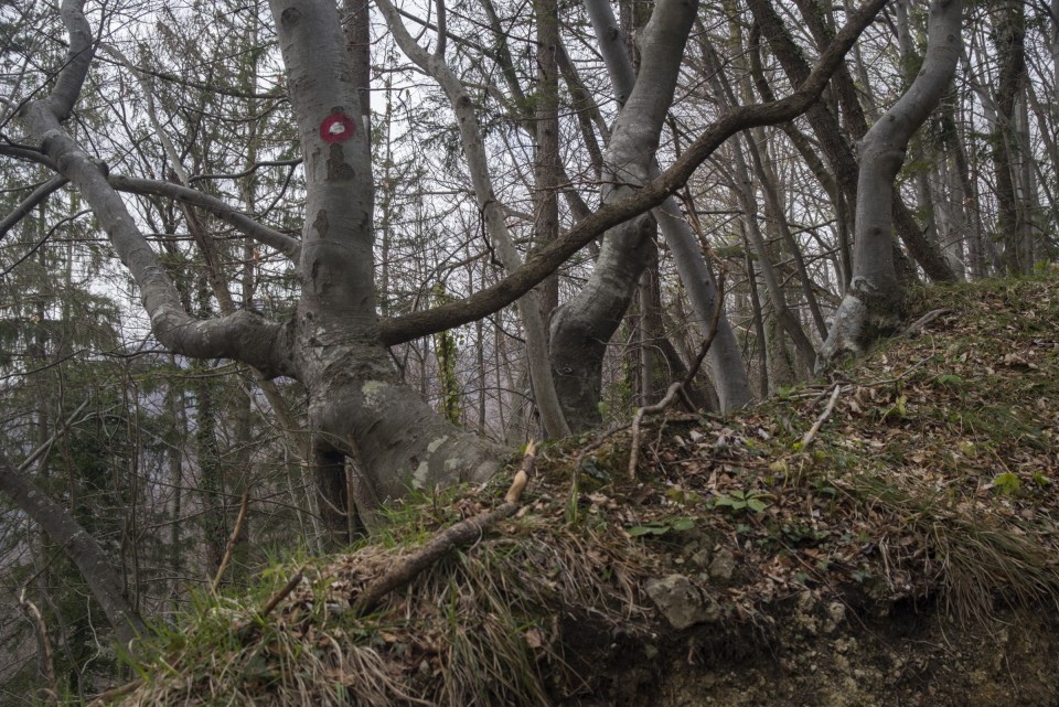 17. april 21. - foto povečava