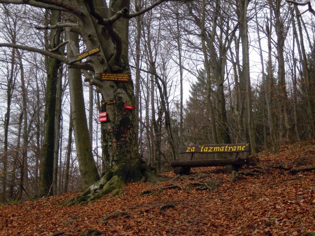 Zavetišče na Planini - foto