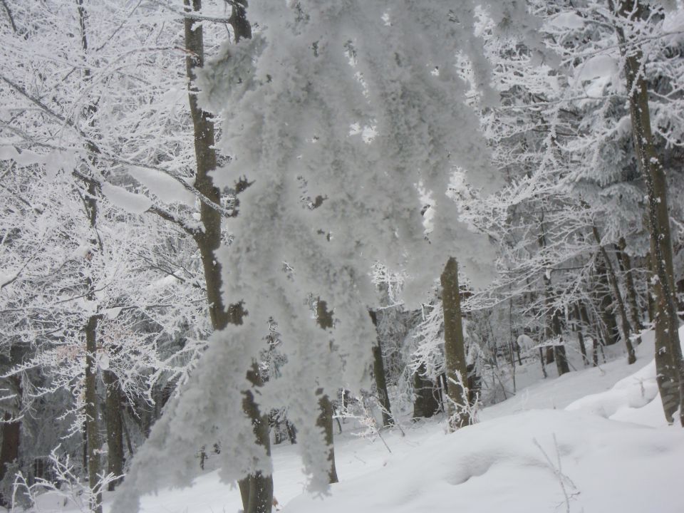 ZIMSKI POHOD NA ZG.POLJANE - foto povečava