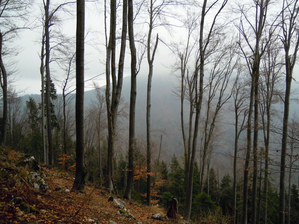 Preval Lipa - Smolnik 1002m - foto povečava