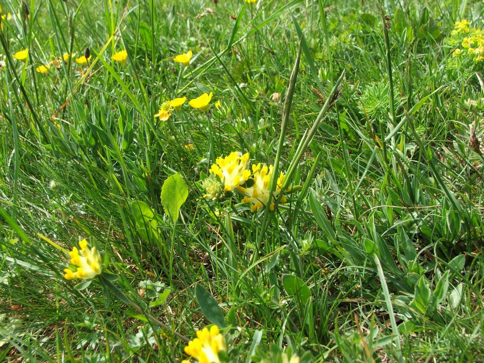 ADERGAS - ŠTEFANJA GORA - foto povečava