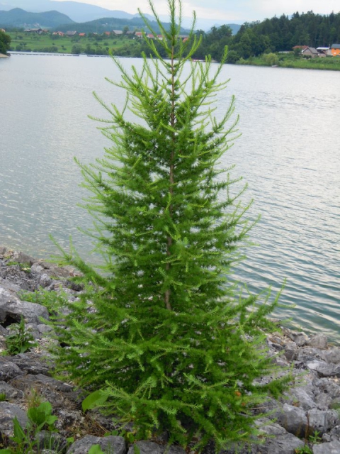 Šmartinsko jezero - slike - foto