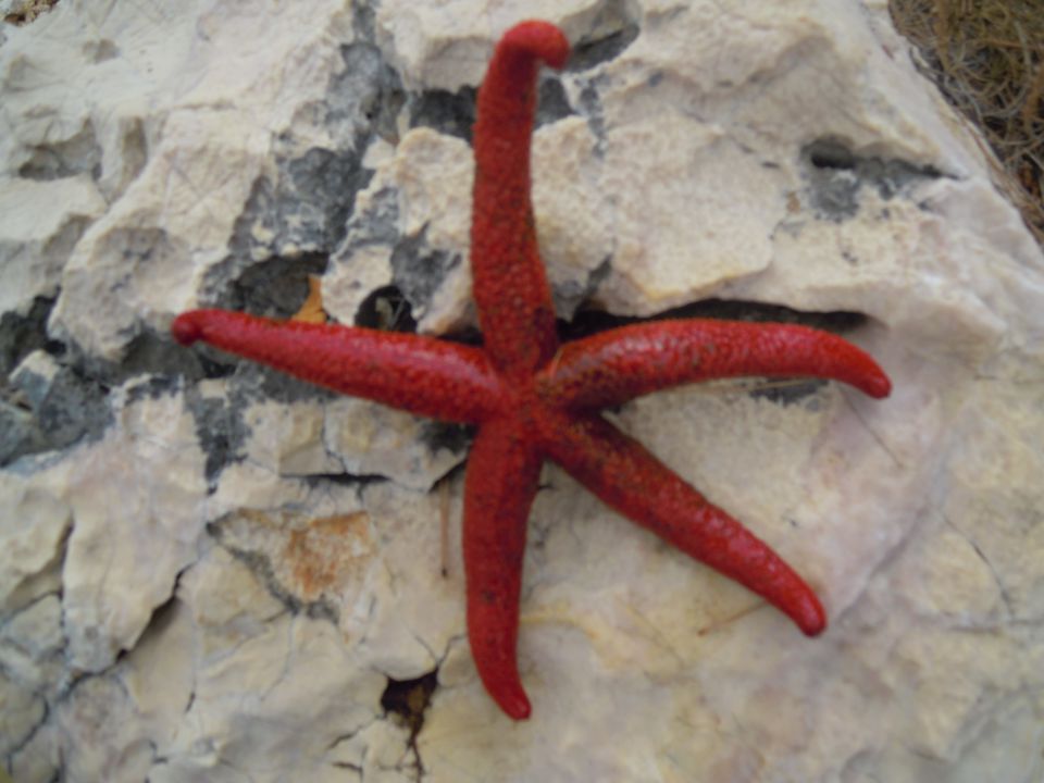 PORAT, otok KRK, 2011 - foto povečava