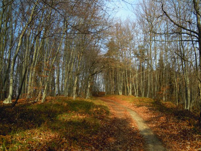 Nedeljsko kosilo na Obolnem - foto