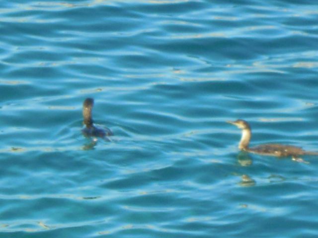 Šimuni otok Pag - foto