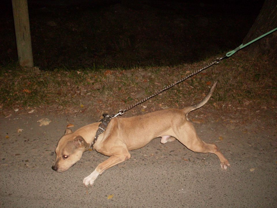 Pit bull famili - foto povečava