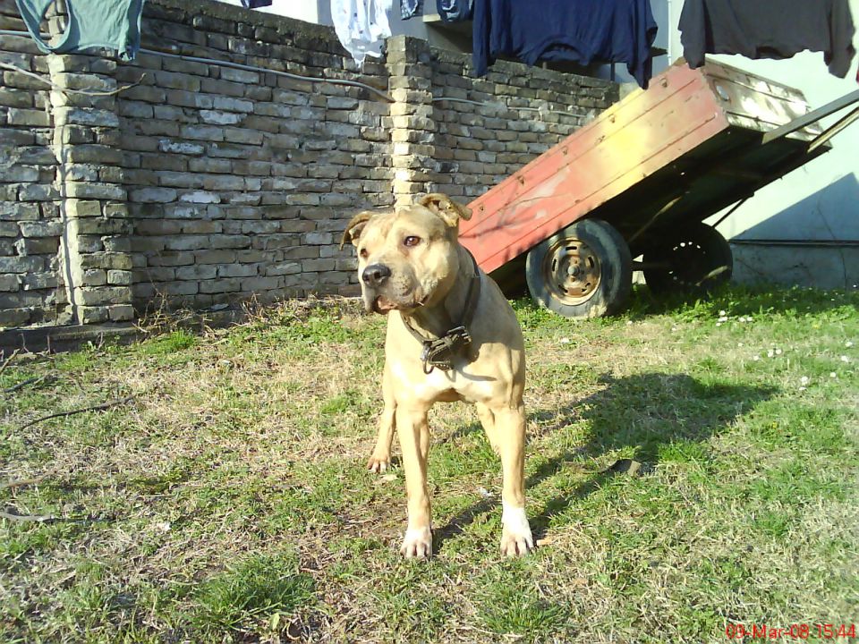 Pit bull famili - foto povečava