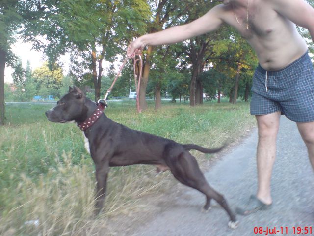 Pit bull famili - foto