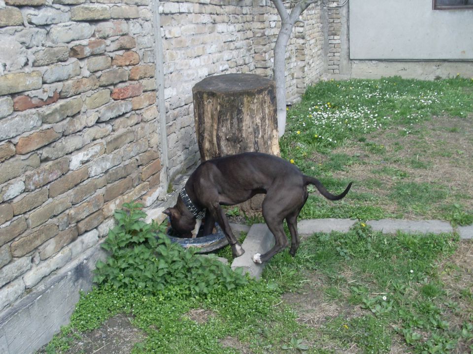 Pit bull famili - foto povečava