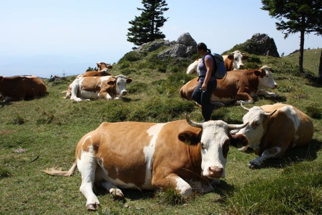 Velika planina 25.08.2012 - foto