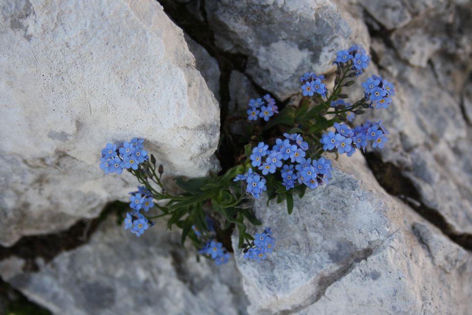 Kanin 29.07.2012 - foto povečava