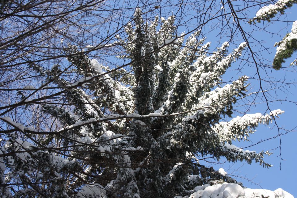 Fram MB koča 19.01.2013 - foto povečava