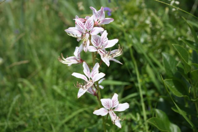 Vremščica,Slavnik 22.06.2013 - foto