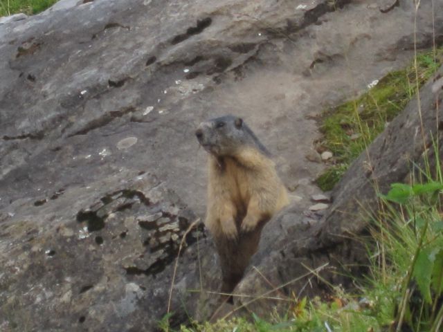 Grindelwald